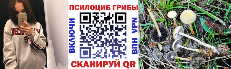 Псилоцибиновые грибы Cubensis  Колпашево 